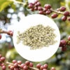 1kg - Café Vert Bio Sueno - Région Altura - Mexique - Décaféiné à L'eau 2 1kg - Café Vert Bio Sueno - Région Altura - Mexique - Décaféiné à L'eau -Kafftec Magasin alturamexique