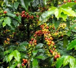 250g Café En Grain Bio La Esperanza - Cafés Lugat -Kafftec Magasin cafe grains esperanza colombie 2 1