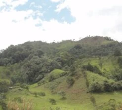 250g Café En Grain Bio La Esperanza - Cafés Lugat -Kafftec Magasin cafe grains esperanza colombie 5 1