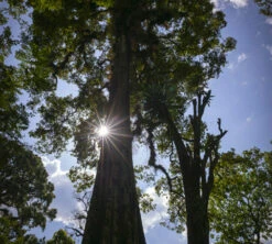 250g Café En Grain Bio The Forest - Terres De Café -Kafftec Magasin cafedeforetterresdecafetheforest200g