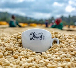 1 Kg Café En Grain Le Dark'n Sweet - Cafés Lugat 7 1 Kg Café En Grain Le Dark'n Sweet - Cafés Lugat -Kafftec Magasin cafeengraincafeslugatmarque