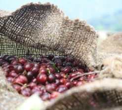 4x250g Café En Grain Bio Finca Oasis - Cafés Lugat -Kafftec Magasin cafeengraincafeslugatpaysproducteurcafe 2