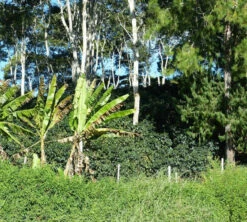 250 G- Café En Grain Coopchebi - LE PIANTAGIONI DEL CAFFE 10 250 G- Café En Grain Coopchebi - LE PIANTAGIONI DEL CAFFE -Kafftec Magasin cafeengrainlpdcaltopalomar2