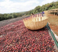 250 G- Café En Grain Dambi Uddo - LE PIANTAGIONI DEL CAFFE -Kafftec Magasin cafeengrainlpdcdambiuddo2