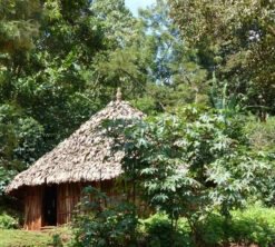 250 G- Café En Grain Dambi Uddo - LE PIANTAGIONI DEL CAFFE -Kafftec Magasin cafeengrainlpdcdambiuddo3