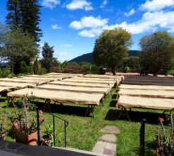 250 G- Café En Grain La Cumbre - LE PIANTAGIONI DEL CAFFE -Kafftec Magasin cafeengrainlpdclacumbre1