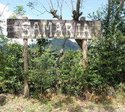 250 G- Café En Grain Samaria - LE PIANTAGIONI DEL CAFFE 11 250 G- Café En Grain Samaria - LE PIANTAGIONI DEL CAFFE -Kafftec Magasin cafeengrainlpdcsamaria1