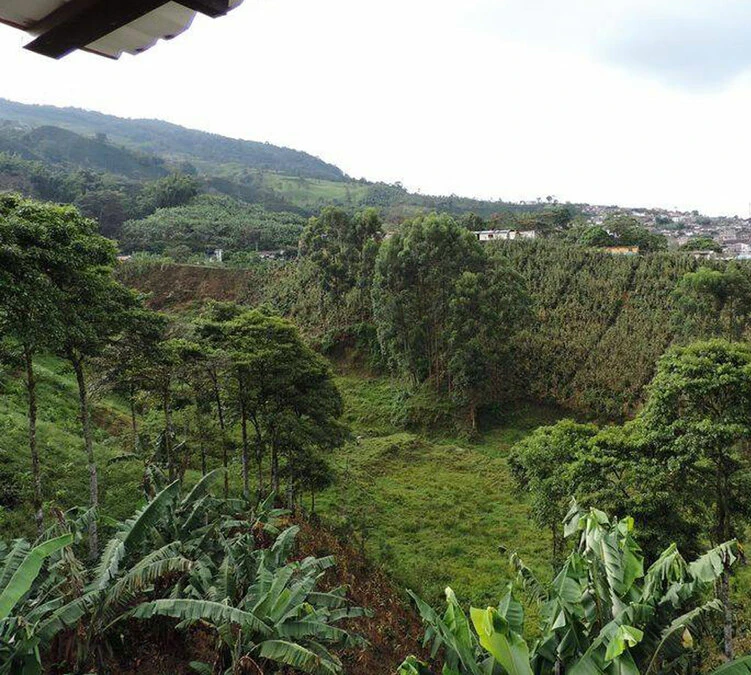 250 G- Café En Grain Samaria - LE PIANTAGIONI DEL CAFFE 8 250 G- Café En Grain Samaria - LE PIANTAGIONI DEL CAFFE – Image 6