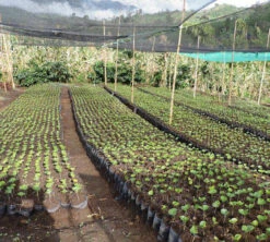 250 G- Café En Grain Samaria - LE PIANTAGIONI DEL CAFFE 12 250 G- Café En Grain Samaria - LE PIANTAGIONI DEL CAFFE -Kafftec Magasin cafeengrainlpdcsamaria3