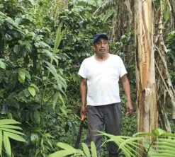 Café En Grains Bio : Mexique - Sueño - Décaféiné à L'eau - 1Kg - Cafés Lugat 7 Café En Grains Bio : Mexique - Sueño - Décaféiné à L'eau - 1Kg - Cafés Lugat -Kafftec Magasin decafeine altura mexique 4