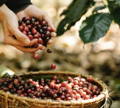 Pack Découverte Bio - 40 Capsules - Compatibles Nespresso® - GREEN LION COFFEE 11 Pack Découverte Bio - 40 Capsules - Compatibles Nespresso® - GREEN LION COFFEE -Kafftec Magasin gl lifestyle1 3