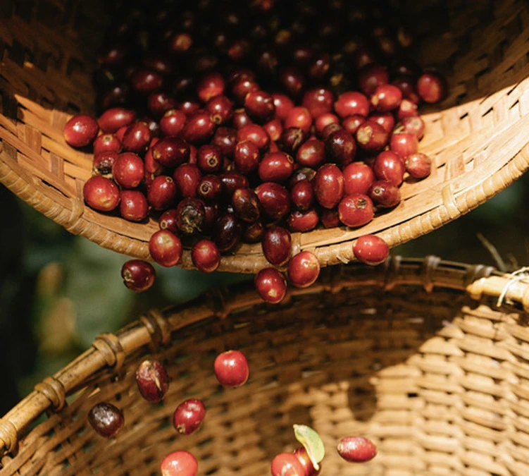 Pack Découverte Bio - 40 Capsules - Compatibles Nespresso® - GREEN LION COFFEE 6 Pack Découverte Bio - 40 Capsules - Compatibles Nespresso® - GREEN LION COFFEE – Image 4