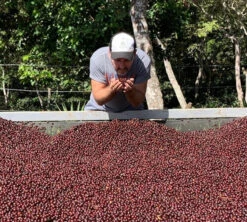 250g Café En Grains - Himalaya Pineapple - THE BARN -Kafftec Magasin himalaya cerise caf