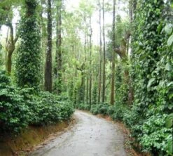 Café En Grains : Inde - Malabar - 1Kg - Cafés Lugat -Kafftec Magasin inde malabar moussone 1