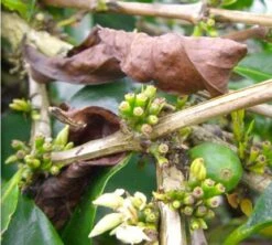 Café En Grains : Inde - Malabar - 1Kg - Cafés Lugat -Kafftec Magasin inde malabar moussone 2