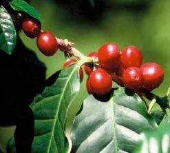 Café En Grains : Inde - Malabar - 1Kg - Cafés Lugat -Kafftec Magasin inde malabar moussone 3