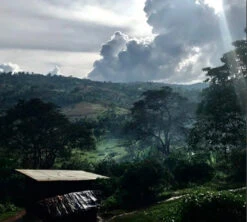 Café En Grains Mahembe - Rwanda Filtre - 250g - The Barn -Kafftec Magasin mahembe the barn grain 4